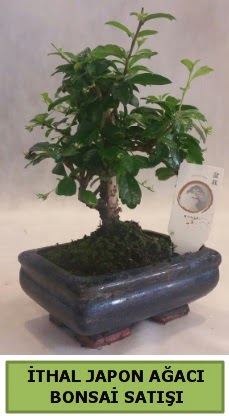 thal japon aac bonsai bitkisi sat  Bursa Abc iek ieki telefonlar 