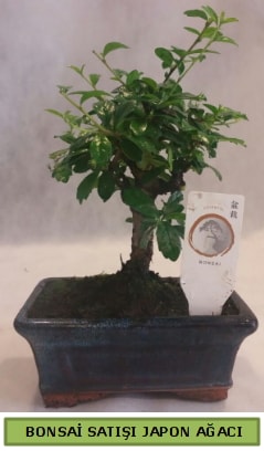Minyatr bonsai aac sat  Bursa Abc iek iek gnderme 