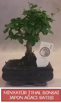 Kk grsel bonsai japon aac bitkisi  Bursa Abc iek iek , ieki , iekilik 