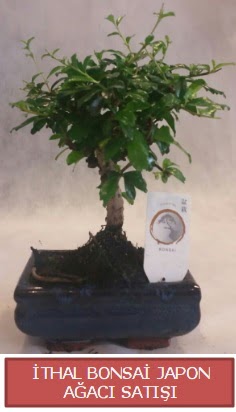 thal kk boy minyatr bonsai aa bitkisi  Bursa Abc iek ieki telefonlar 