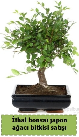 thal bonsai saks iei Japon aac sat  Bursa Abc iek nternetten iek siparii 