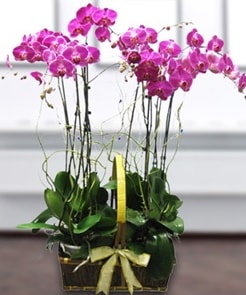 7 dall mor lila orkide  Bursa Abc iek iek gnderme sitemiz gvenlidir 