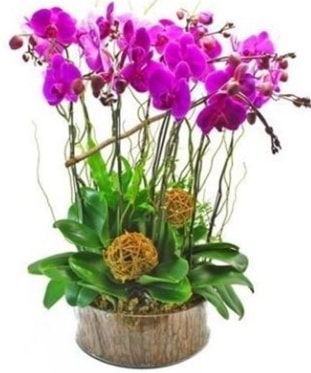 Ahap ktkte lila mor orkide 8 li  Bursa Abc iek internetten iek sat 
