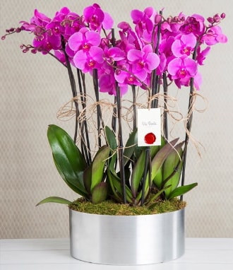 11 dall mor orkide metal vazoda  Bursa Abc iek iek gnderme sitemiz gvenlidir 