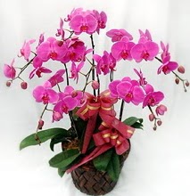 Sepet ierisinde 5 dall lila orkide  Bursa Abc iek ucuz iek gnder 