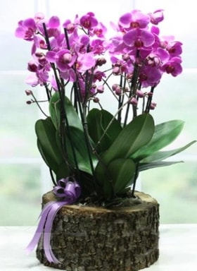 Ktk ierisinde 6 dall mor orkide  Bursa Abc iek ucuz iek gnder 