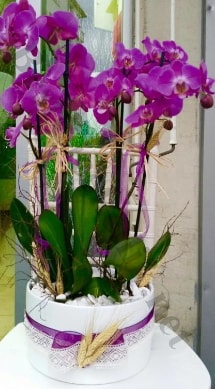 Seramik vazoda 4 dall mor lila orkide  Bursa Abc iek online iek gnderme sipari 