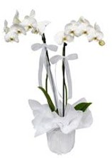 2 dall beyaz orkide  Bursa Abc iek gvenli kaliteli hzl iek 