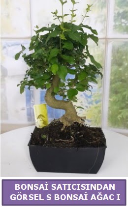 S dal erilii bonsai japon aac  Bursa Abc iek iek sat 