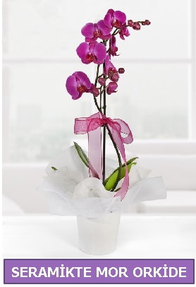 Seramik içerisinde birinci kalite tek dallı mor orkide  Bursa Abc çiçek İnternetten çiçek siparişi 