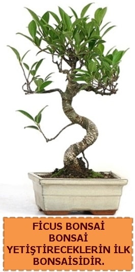 Ficus bonsai 15 ile 25 cm arasndadr  Bursa Abc iek iek yolla 