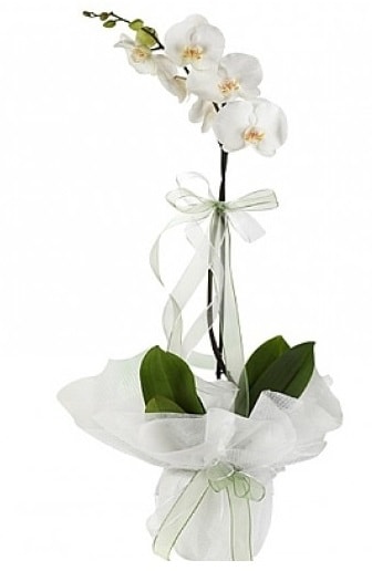 Tekli Beyaz Orkide  Bursa Abc iek hediye iek yolla 