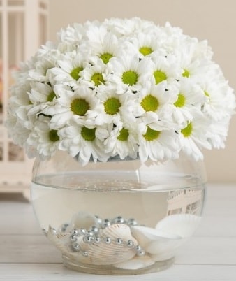 Fanusta beyaz Papatya  Bursa Abc çiçek çiçek satışı 