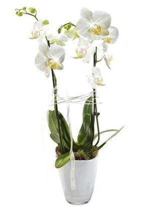 2 dall beyaz seramik beyaz orkide sakss  Bursa Abc iek iek gnderme sitemiz gvenlidir 