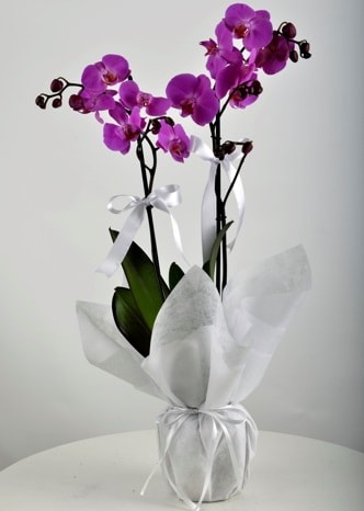 Çift dallı saksıda mor orkide çiçeği  Bursa Abc çiçek çiçek siparişi vermek 