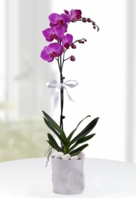 Tek dallı saksıda mor orkide çiçeği  Bursa Abc çiçek çiçekçiler 