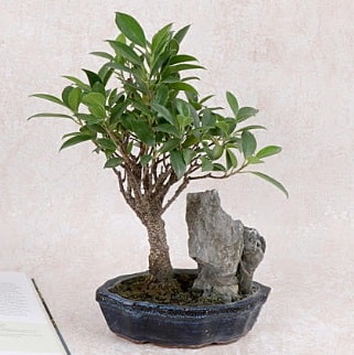 Japon aac Evergreen Ficus Bonsai  Bursa Abc iek iek gnderme sitemiz gvenlidir 