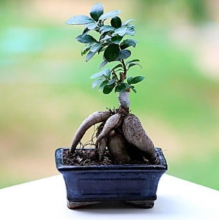 Marvellous Ficus Microcarpa ginseng bonsai  Bursa Abc iek iek siparii vermek 