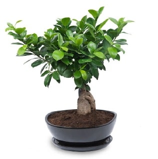 Ginseng bonsai aac zel ithal rn  Bursa Abc iek internetten iek sat 