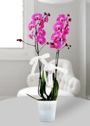 Çift dallı mor orkide  Bursa Abc çiçek çiçekçiler 