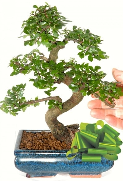 Yaklak 25 cm boyutlarnda S bonsai  Bursa Abc iek iek siparii sitesi 
