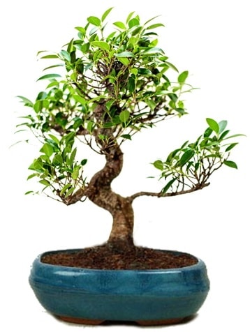 25 cm ile 30 cm aralığında Ficus S bonsai  Bursa Abc çiçek çiçek gönderme sitemiz güvenlidir 