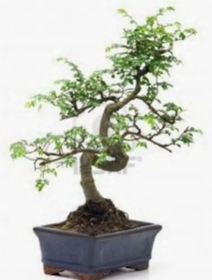 S gövde bonsai minyatür ağaç japon ağacı  Bursa Abc çiçek çiçek satışı 