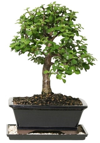 15 cm civar Zerkova bonsai bitkisi  Bursa Abc iek iek siparii sitesi 