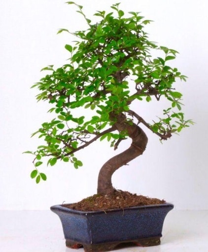 S gövdeli bonsai minyatür ağaç japon ağacı  Bursa Abc çiçek çiçek gönderme sitemiz güvenlidir 