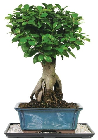 Bonsai Ginsing Grafted Ficus Bonsai  Bursa Abc iek iek yolla 