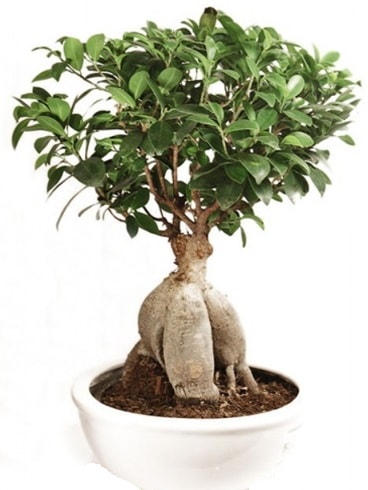 Ginseng bonsai japon aac ficus ginseng  Bursa Abc iek nternetten iek siparii 